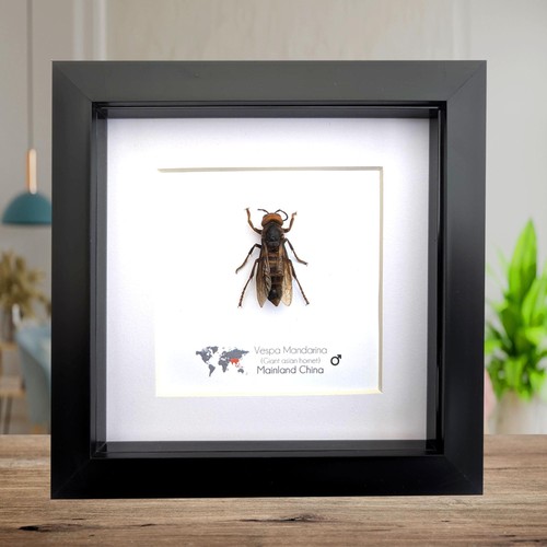 Framed asian giant hornet
