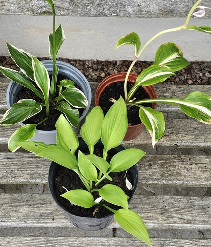 Hosta mixed perennial - mixed,