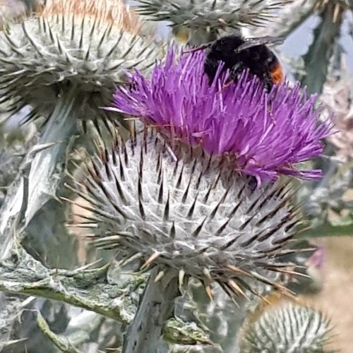 Onopordum acanthium scotch - onopordum,