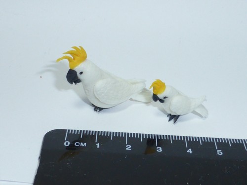 Scale pair cockatiels - pair,