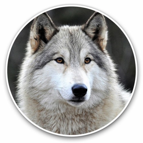 Vinyl stickers 20cm - stickers,