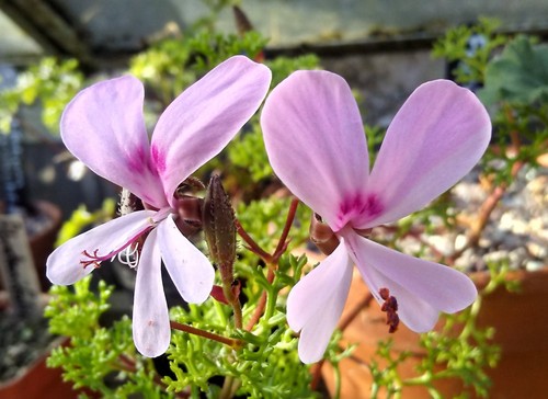 Pelargonium fruticosum species - pelargonium,