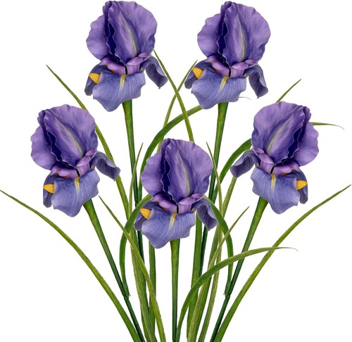Dilatata iris flowers - iris,