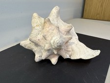 Vintage Conch Shell Natural