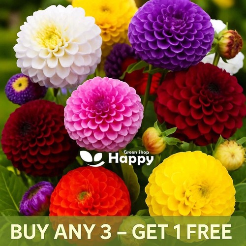 Dahlia pompone double - pompone,