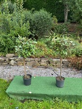 2 x Eleagnus Ebbengei Standard trees Evergeen (like bay) 110cm.