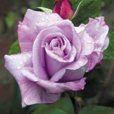 Climbing Rose Blue Moon  bareroot delivery late November onwards