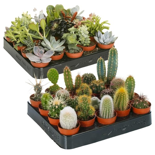 Succulent cactus 20 plant - &,