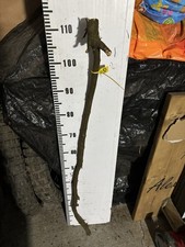 BLACKTHORN  WALKING STICK