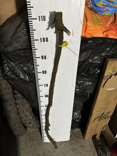Blackthorn walking stick - blackthorn,