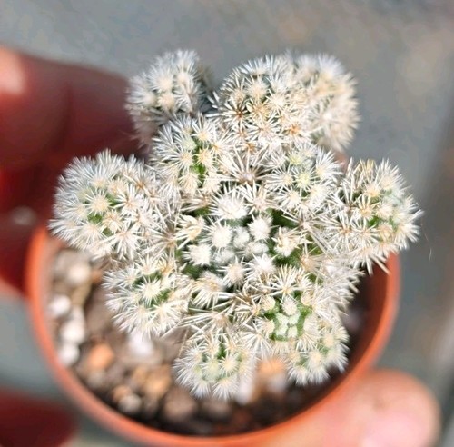 Mammillaria gracilis arizona - gracilis,