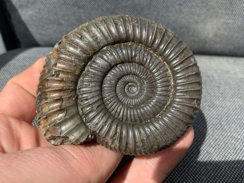 Dactylioceras jurassic - dactylioceras,