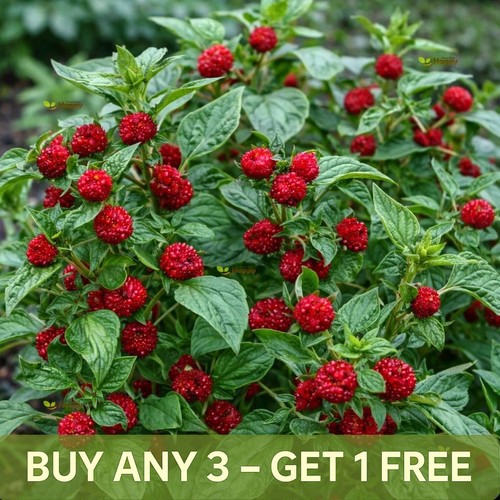 Herb seeds strawberry - herb,