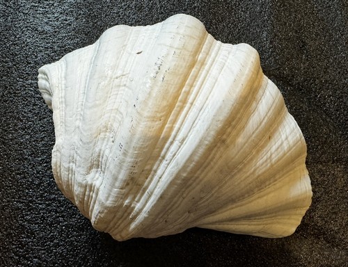 Vintage clam shell sea - vintage,