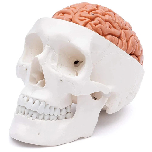 Human head skull with brain - human,