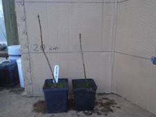 Gingko biloba (maidenhair