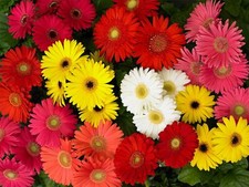 Flower - Gerbera - Mega