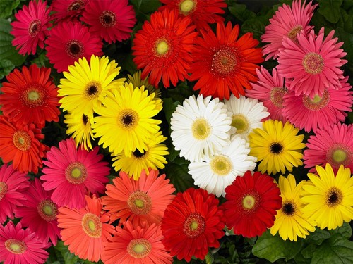 Flower gerbera mega - -,