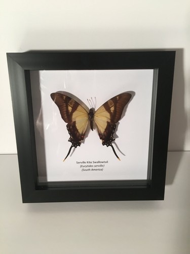 Serville kite swallowtail - serville,