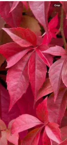 Virginia creeper plant - virginia,