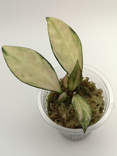 Hoya nabawanensis variegated - nabawanensis, variegated 