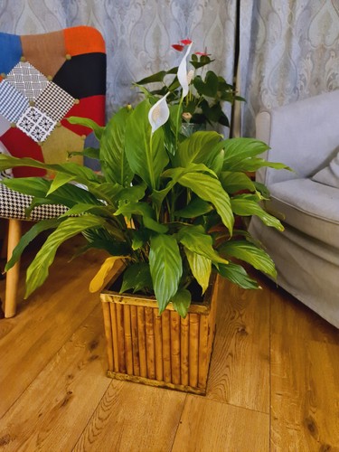 Vintage planter plant pot - vintage,