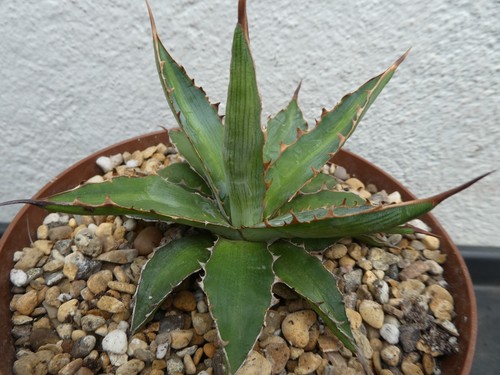 Agave xylonacantha shown in - agave,