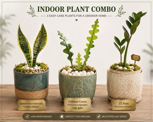 Indoor houseplant combo - combo, –