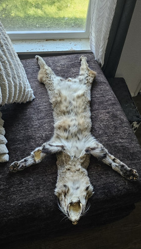 Tanned bobcat pelt - tanned, paws