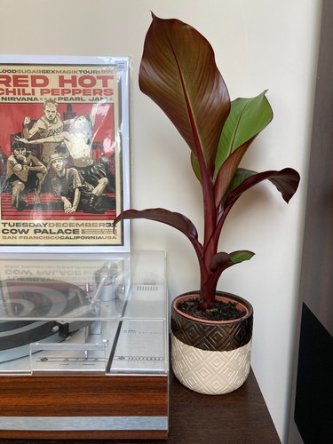 Ensete exotic banana tree - ensete,