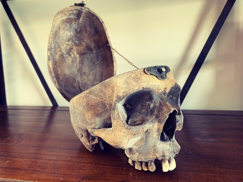Oddities cabinet of - /,