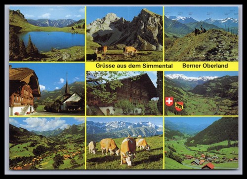 Postcard simmental bernese - postcard,