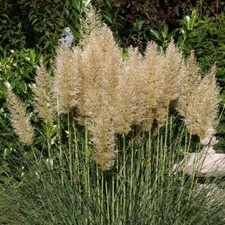 PAMPAS GRASS CORTADERIA SELLOANA SILVER GOBLIN ARCHITECTURAL GARDEN BORDER PLANT