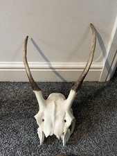 Deer Skull Antlers Taxidermy