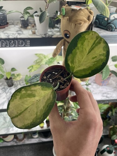 Hoya australis lisa - hoya, and
