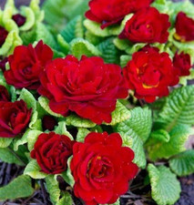 Double Primula Primrose