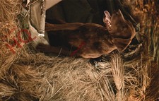 Picture Postcard-:Dog, Chesapeake Bay Retriever
