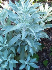 125+ White Sage SEEDS  /