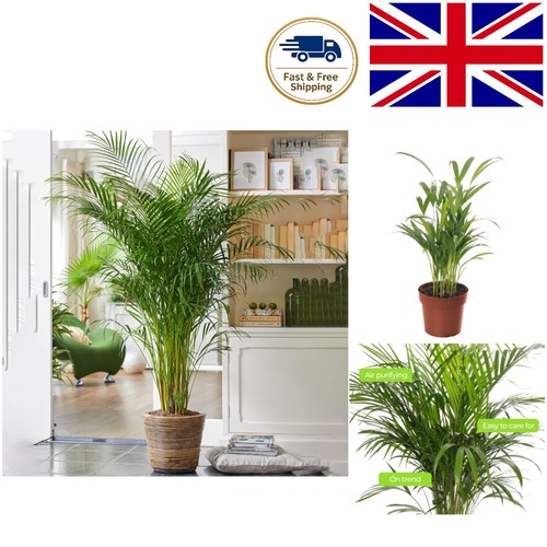 Areca palm large indoor house - areca,