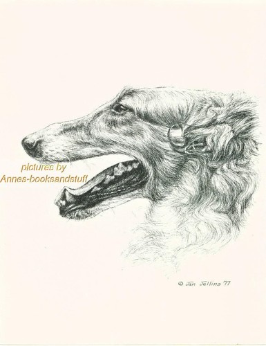 164 borzoi russian wolfhound - #164,