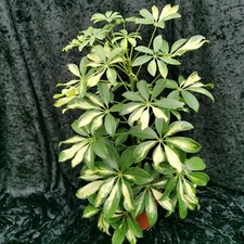 Schefflera gerda umbrella - schefflera,