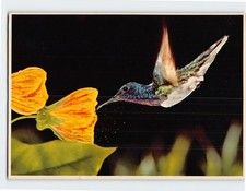 Postcard Hummingbird