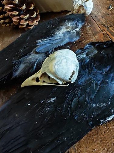 Woodland crow skull curiosity - woodland,