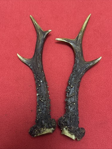 Pair roe deer - antlers,
