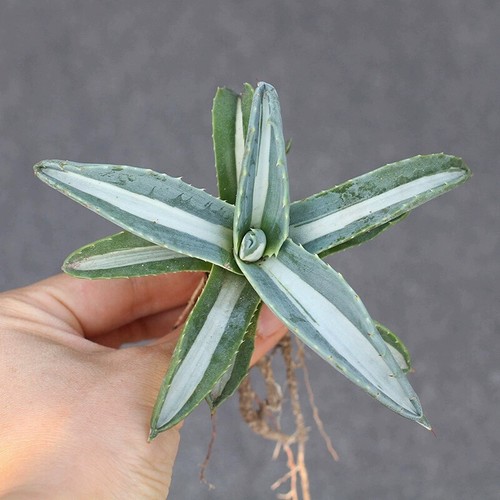 10cm succulent agave - agave, plant
