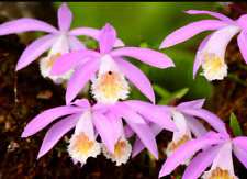 Pleione Windowsill Orchid formosanum Shades Of Pink 1 x 9cm Pot