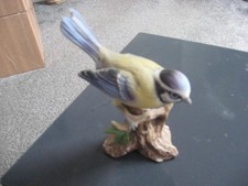 Small Maruri Bluetit Bird