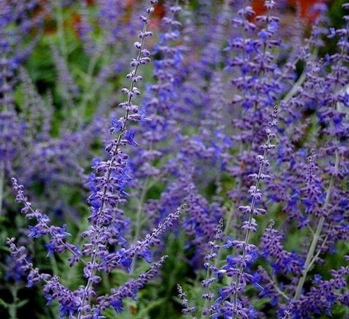 Perovskia atriplicifolia - perovskia,