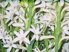 Tuberose large Bulbs single