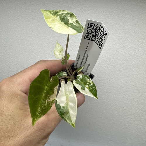 Alocasia pseudo sanderiana - pseudo,
